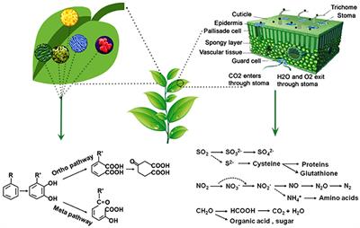 Phylloremediation of Air Pollutants: Exploiting the Potential of <mark class="highlighted">Plant Leaves</mark> and Leaf-Associated Microbes